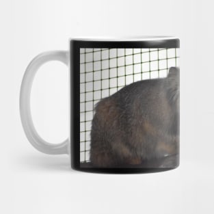 Angry Pallas Cat Mug